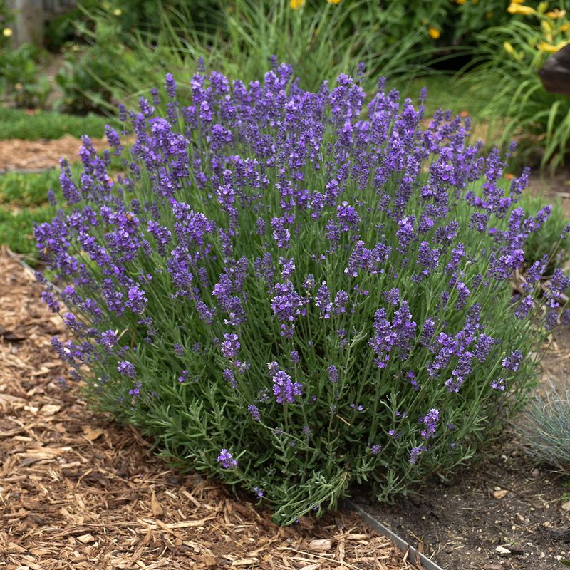 Lavender Hidcote (Compact English Lavender)
