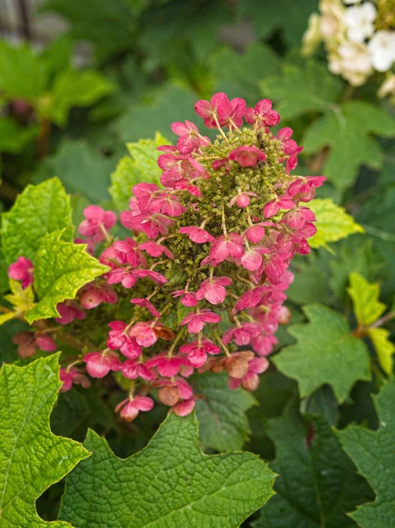 Oakleaf Hydrangea