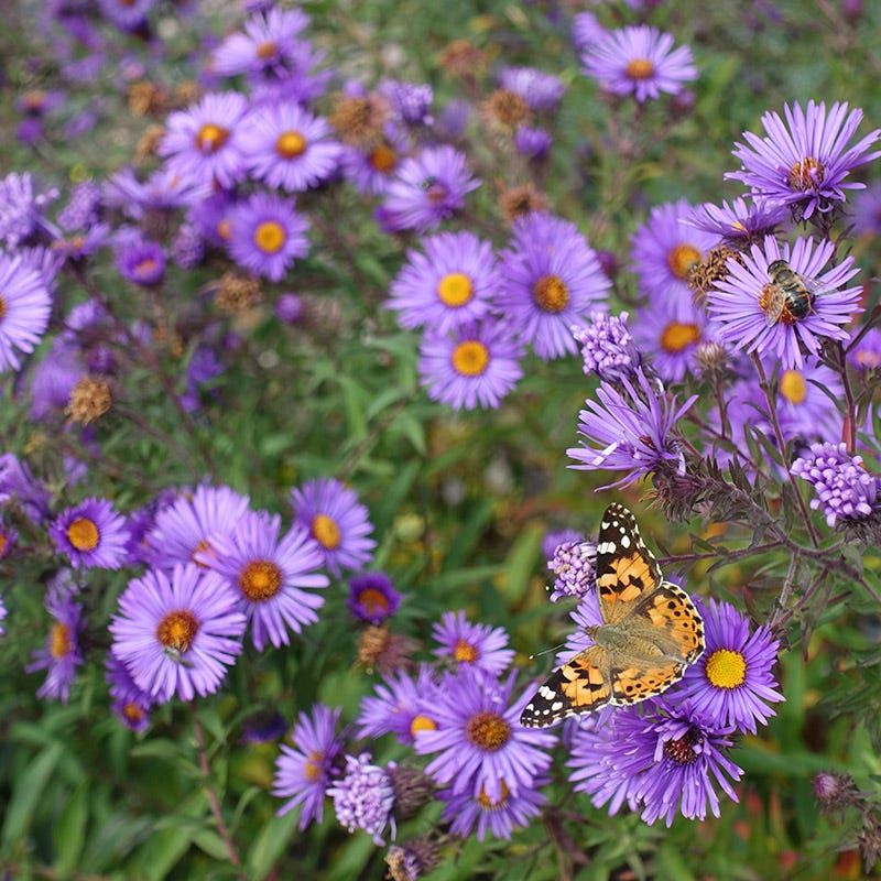 Native Asters
