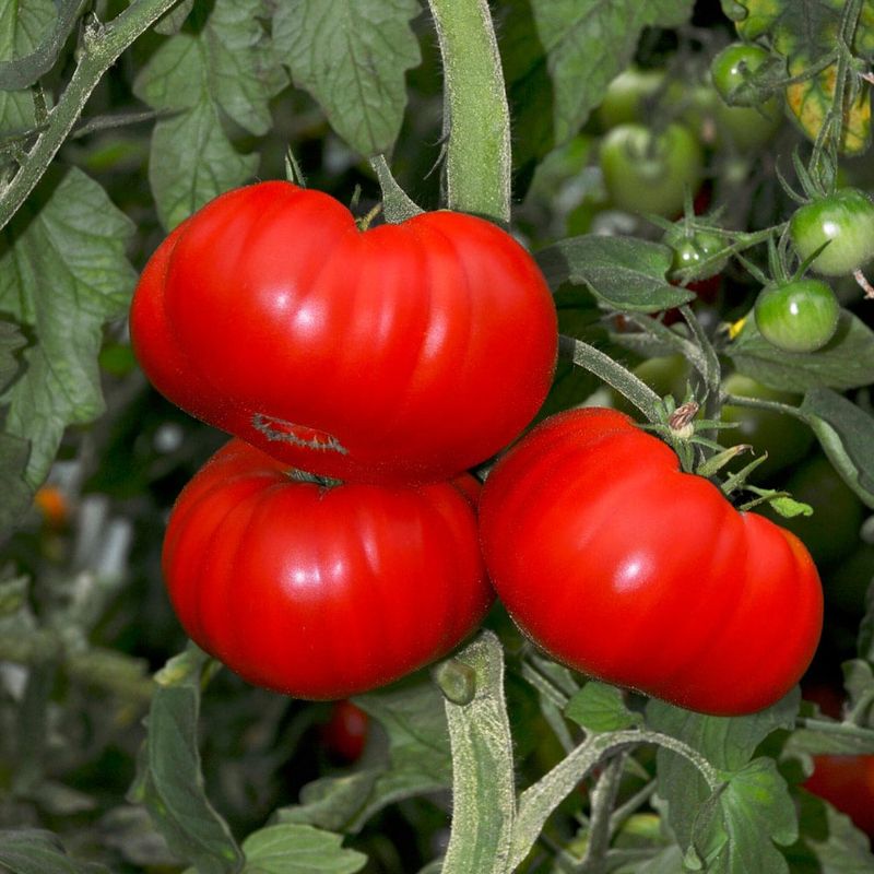 Choose a large-fruited cultivar before you reach for fertilizer