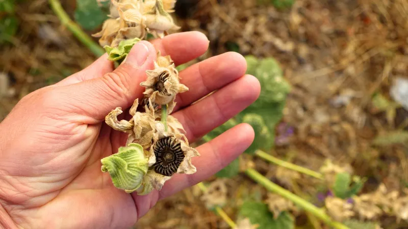 Allow Some Self-Seeding for Future Blooms
