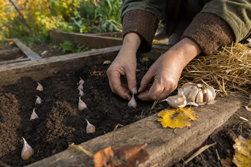 Plant Garlic as Cloves