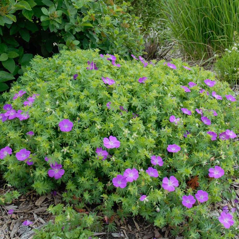 Bloody Cranesbill (Geranium sanguineum)