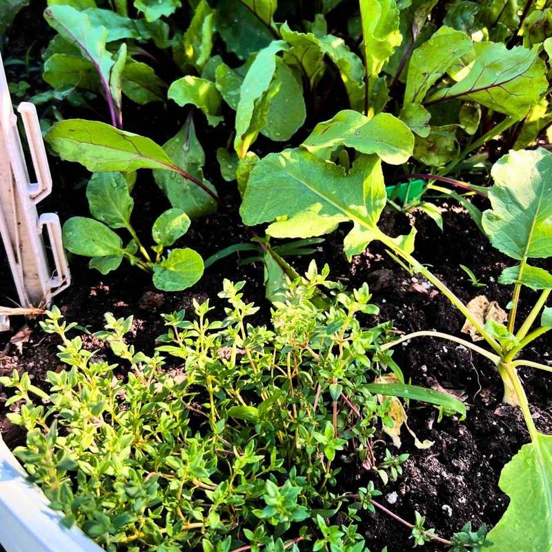 Thyme