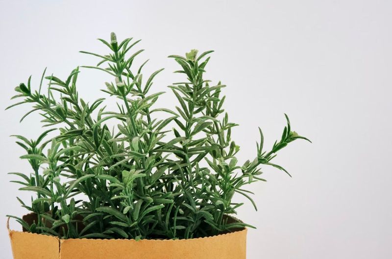 A garden plant is not an essential-oil exposure
