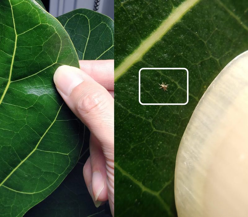 Monitor for Pests on Indoor Trees