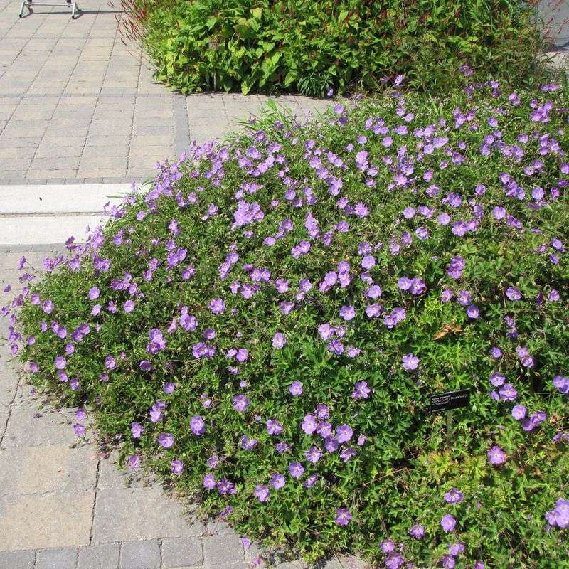 Hardy Geranium (Cranesbill)