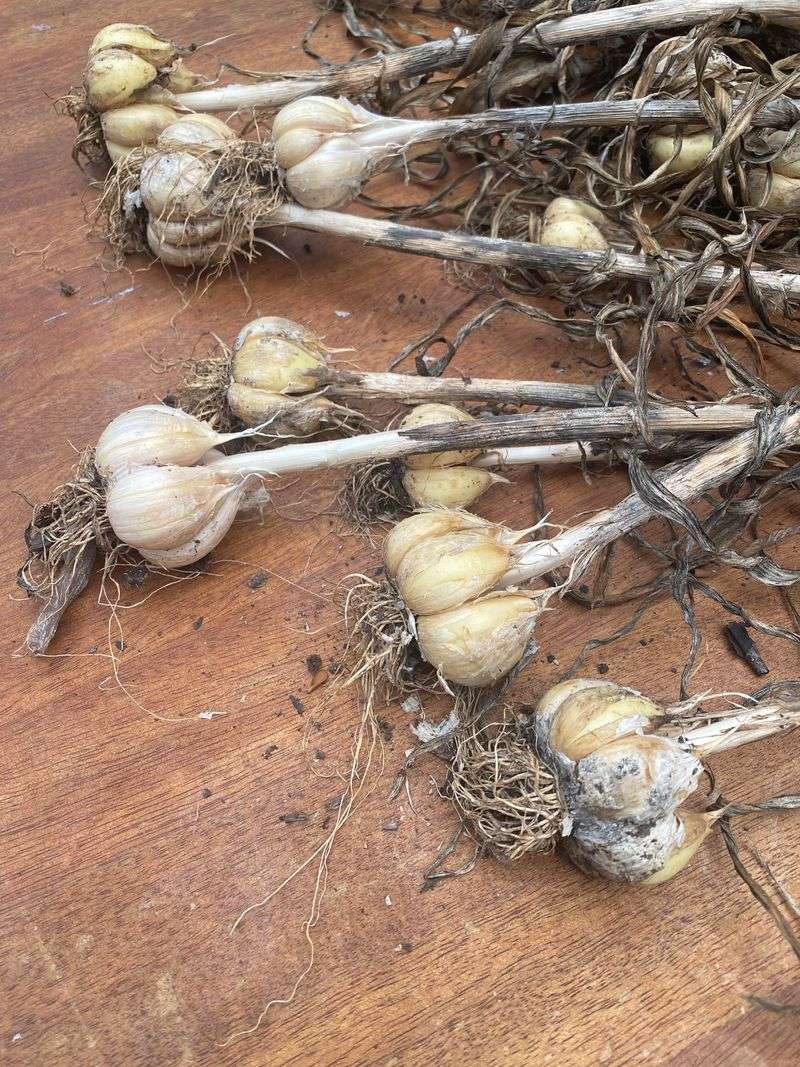 Late Harvest, Not Just Late Planting, Causes Wrapper Splitting