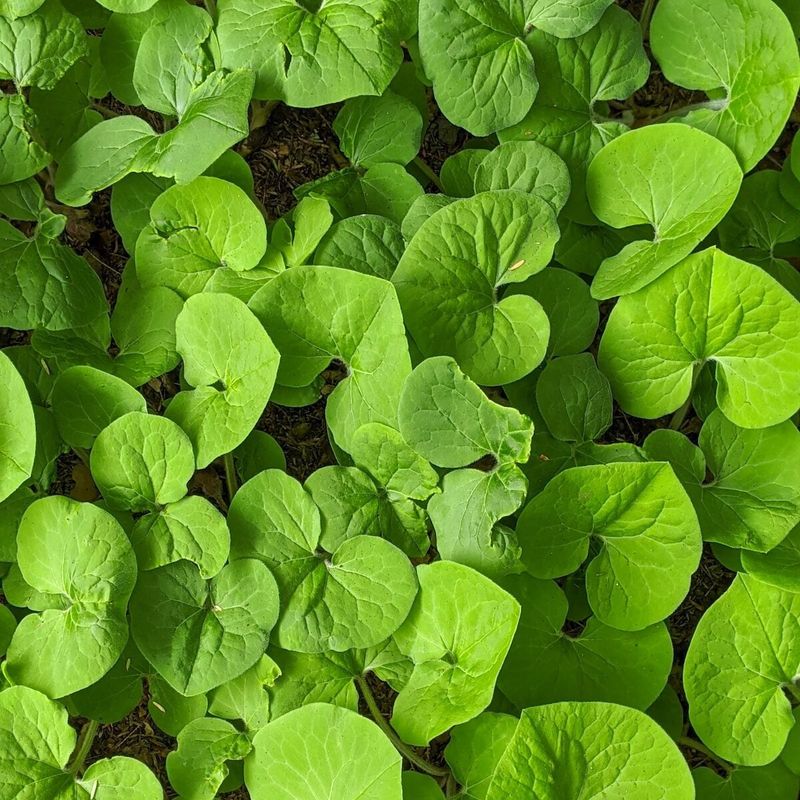 Wild Ginger (Asarum canadense)
