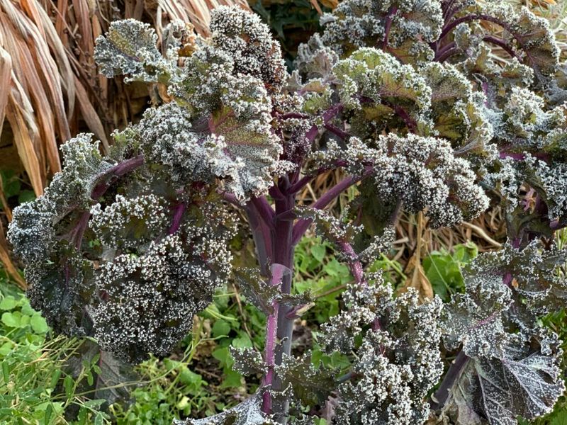Kale