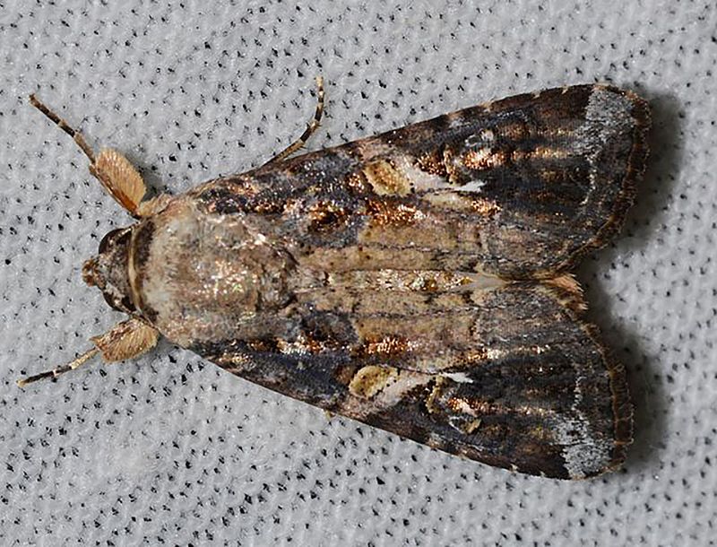 Migrating moths can create new exposure