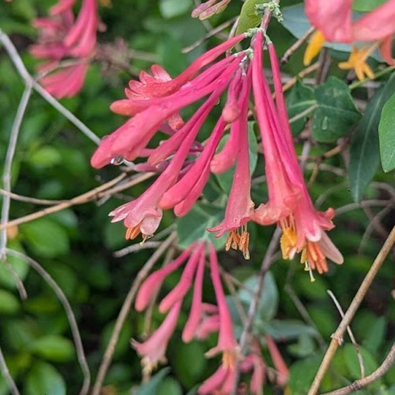 Trumpet Honeysuckle (Lonicera sempervirens 'Major Wheeler')