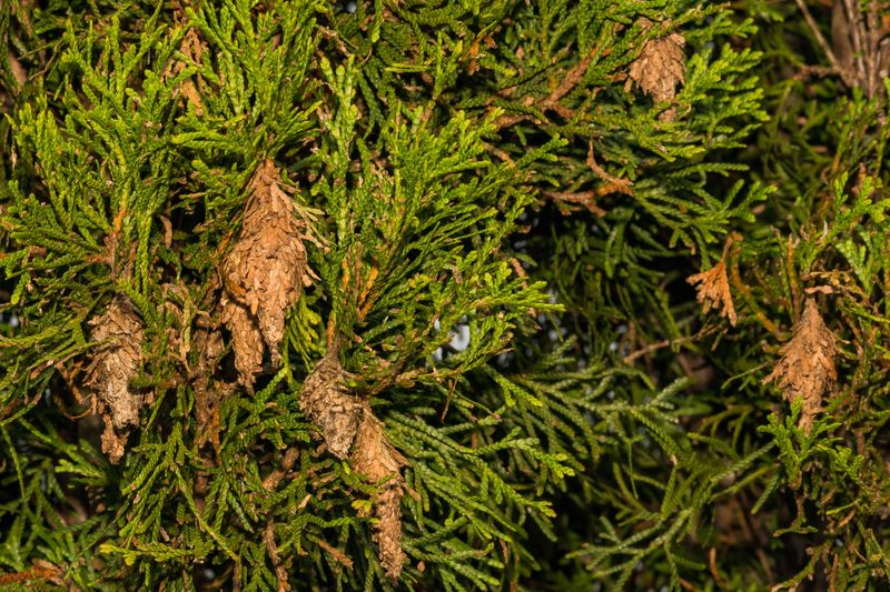 Aim to reduce bagworm pressure, not eliminate risk