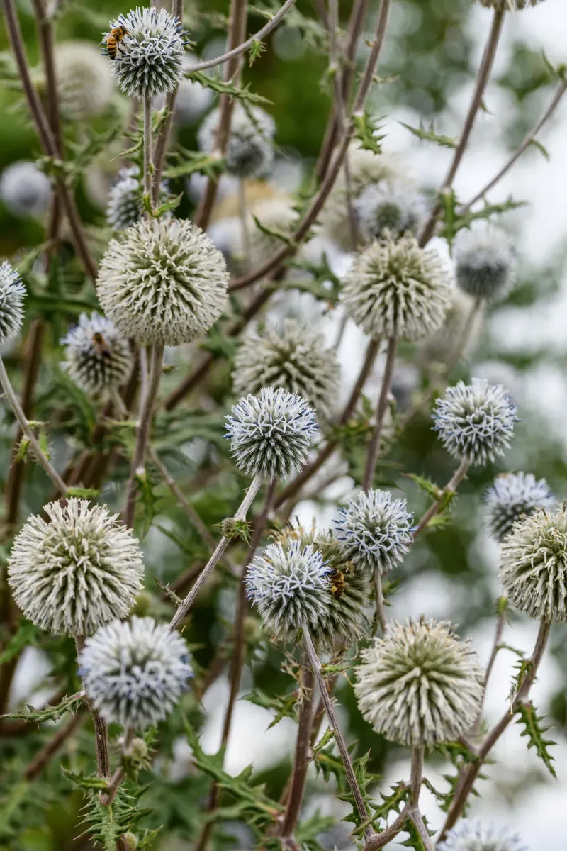 Globe Thistle (Echinops)