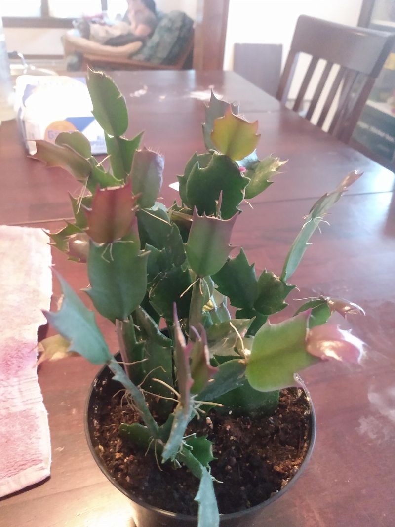 When might red tips be normal?