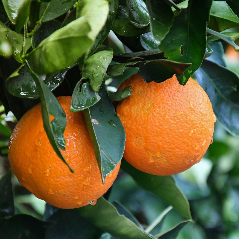 Oranges