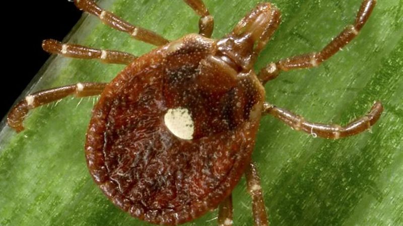 A Florida tick study does not make a North Carolina skink a tick solution
