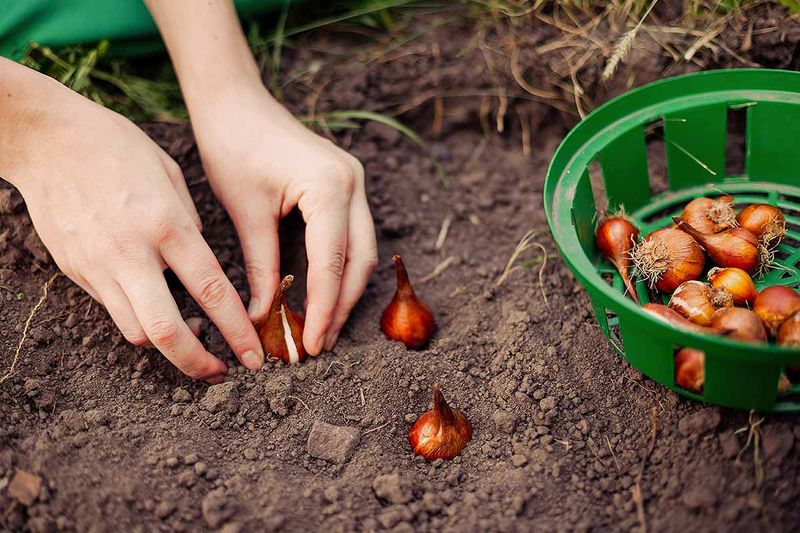 Plant when local conditions—not a national date—say it is time