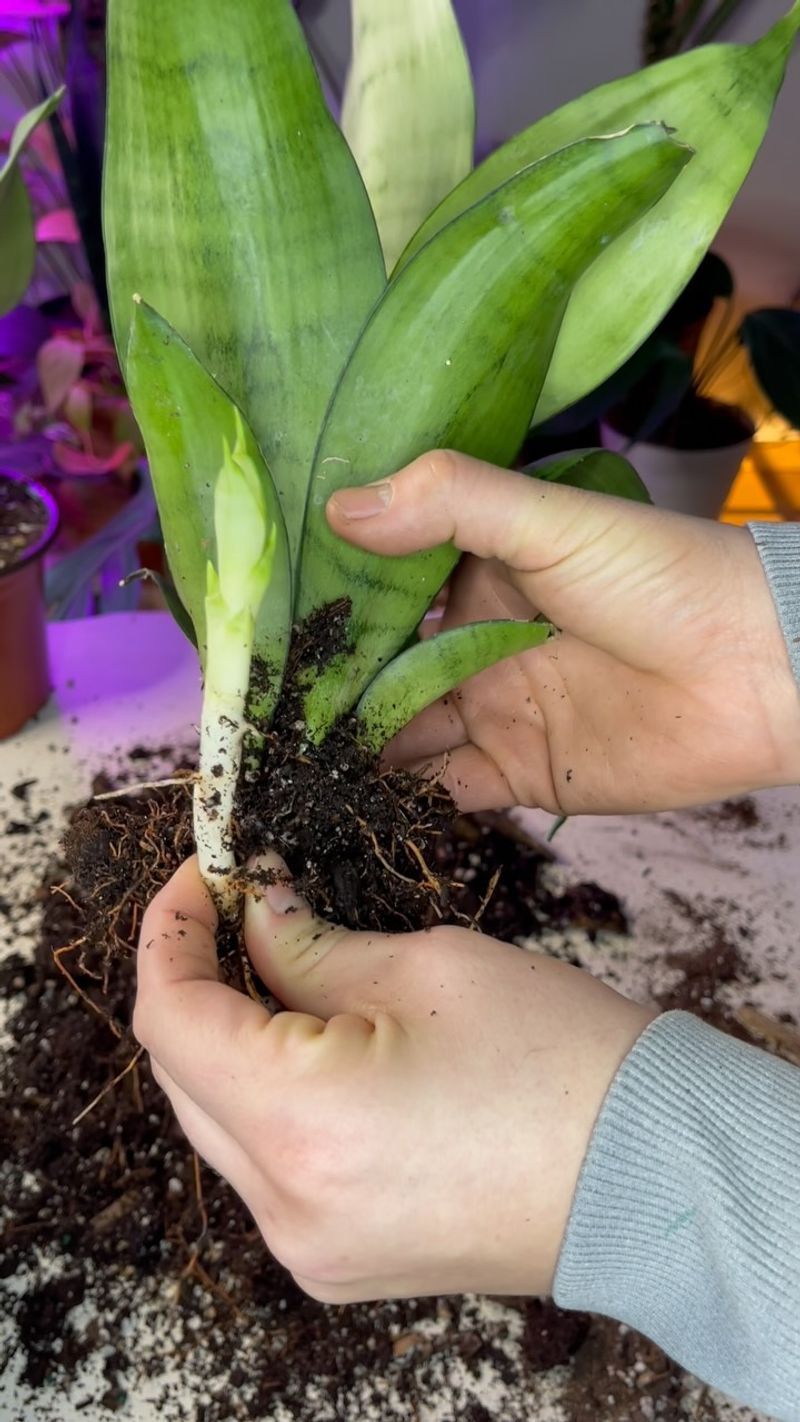 Separate an established pup with healthy roots