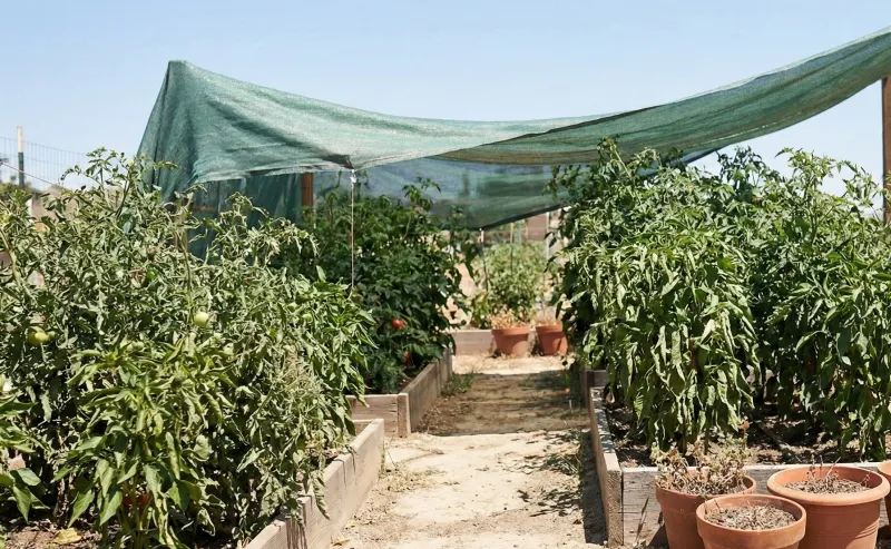 Beat Heat Stress Before You Feed