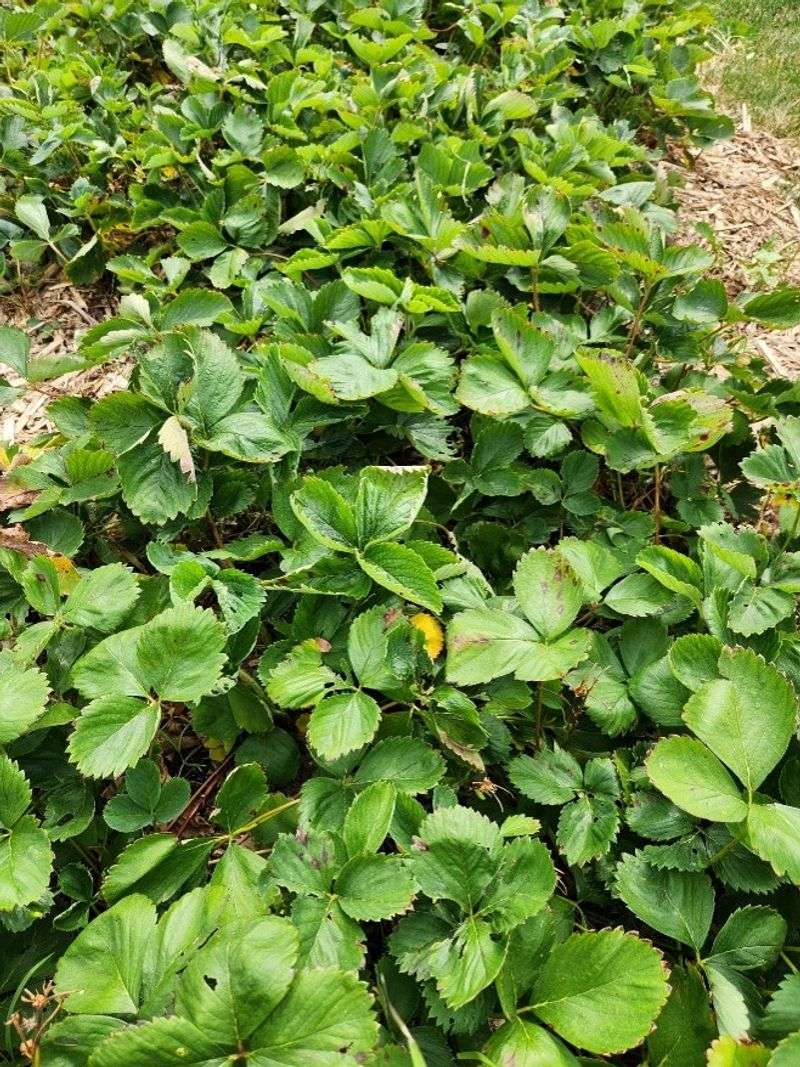 Renovate a matted row after harvest