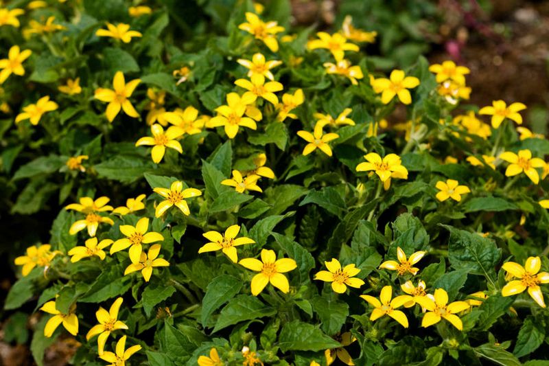 Green-and-Gold (Chrysogonum virginianum)