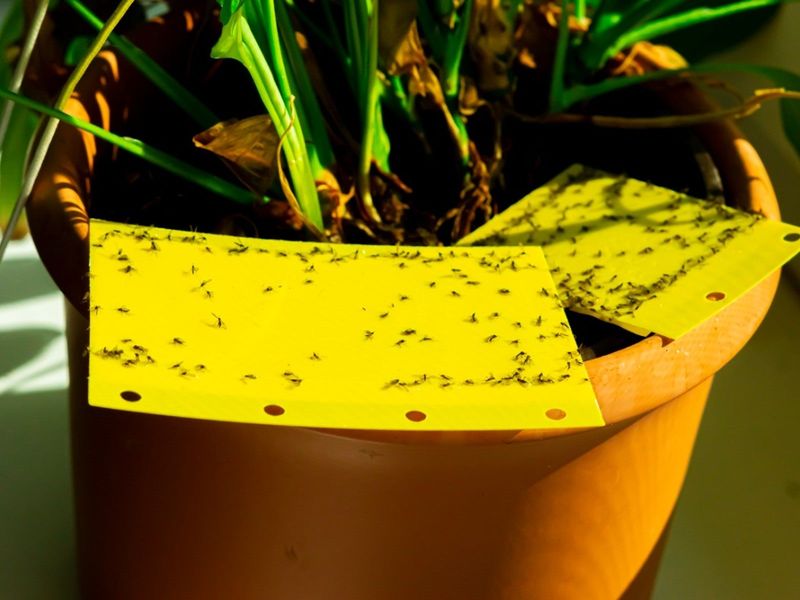 Treat the Adults and Larvae as Separate Problems