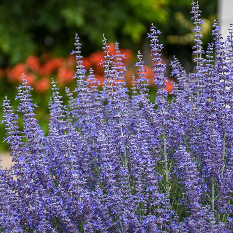 Russian Sage (Perovskia)