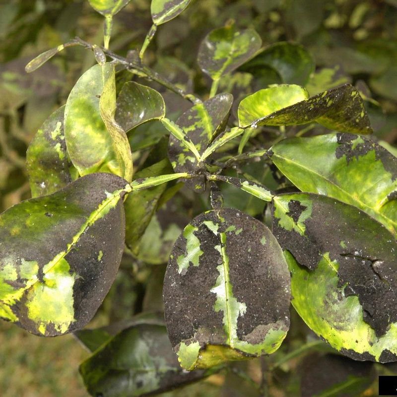 Sooty Mold