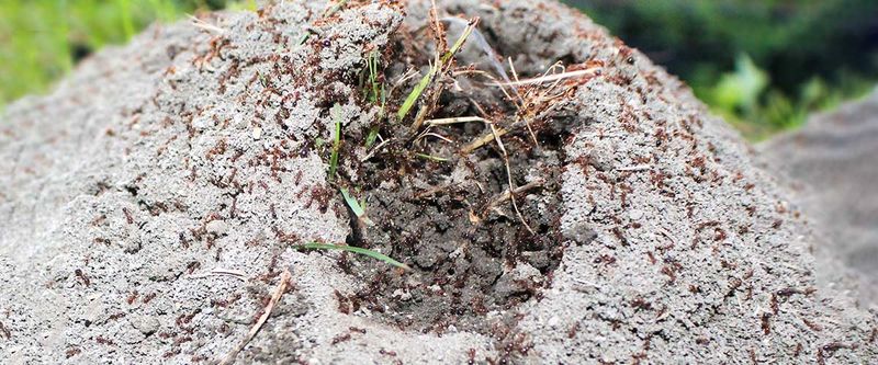 Common fixes can move the problem or damage the yard