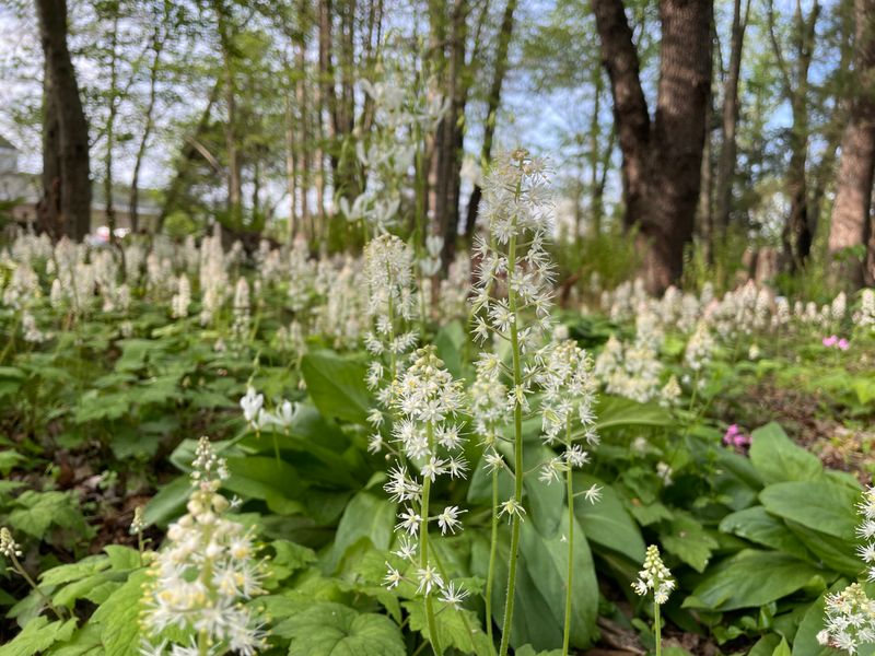 Foamflower (Tiarella cordifolia)