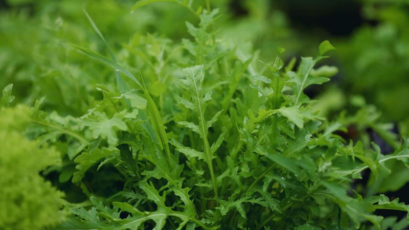Arugula