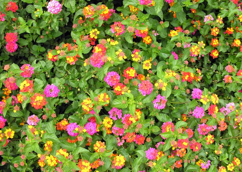 Identify the lantana before deciding whether it should overwinter