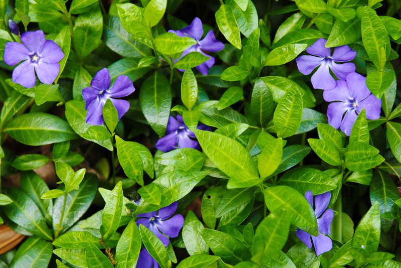 Common periwinkle has its own alkaloid profile