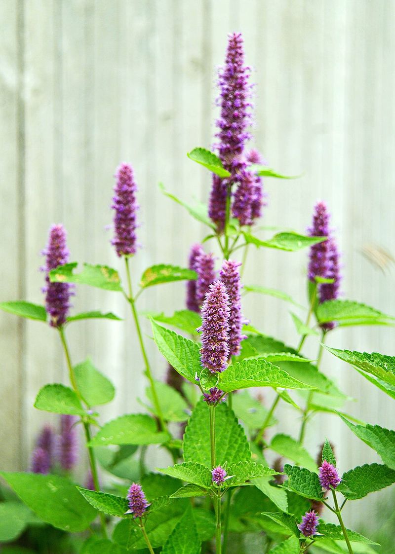 Agastache (Anise Hyssop)