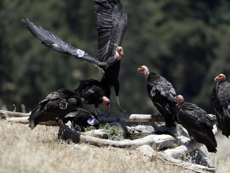 People can help without chasing the birds