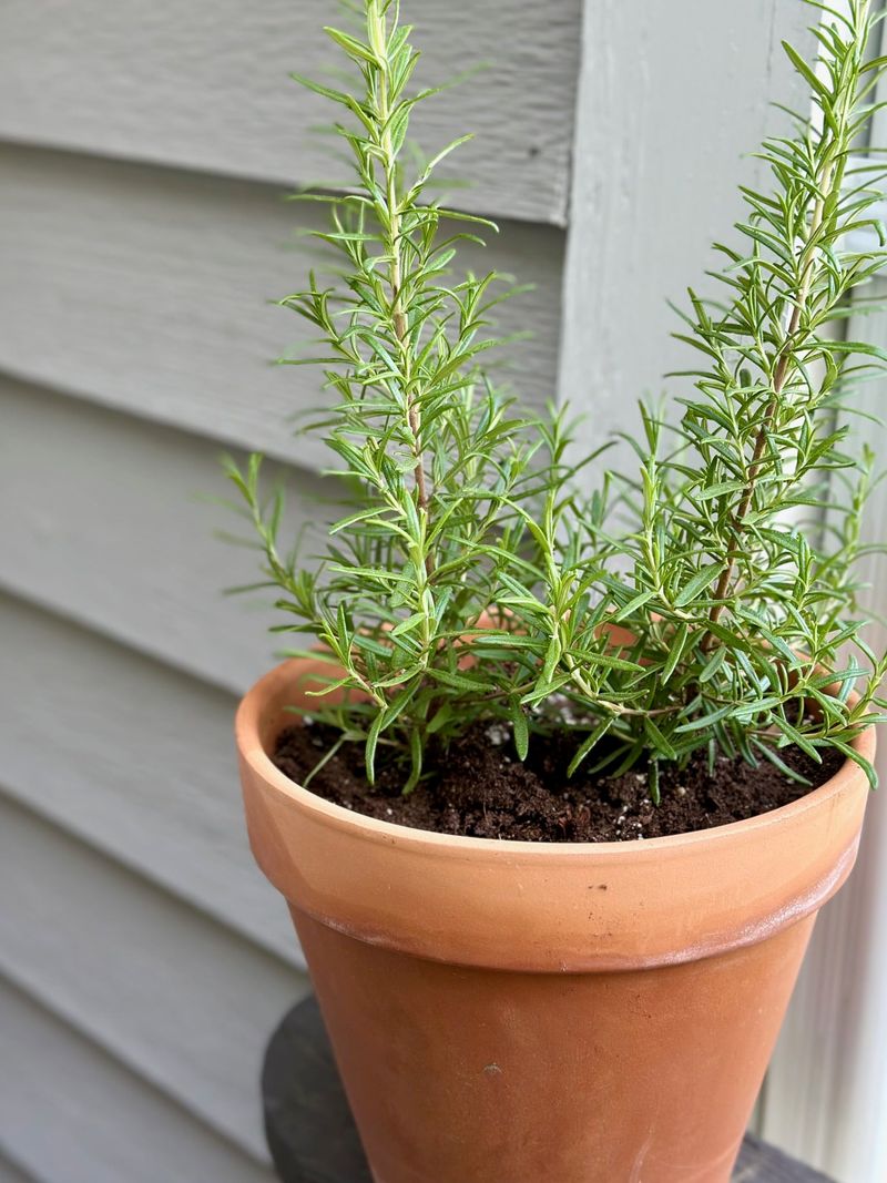 Use the evidence-based rosemary rule