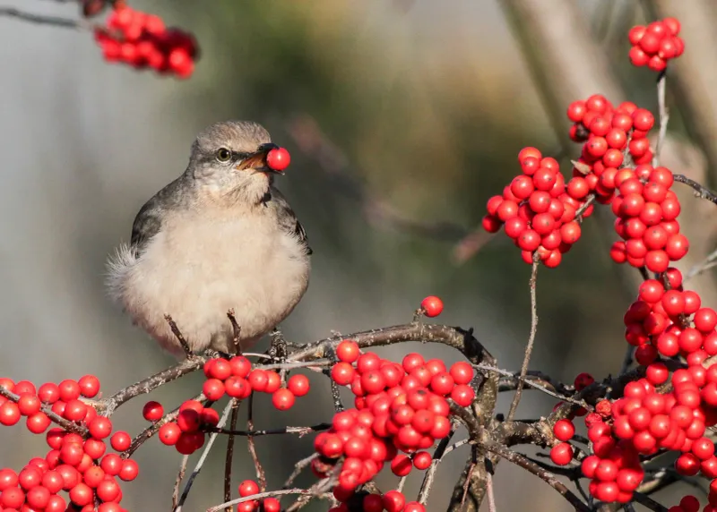 Winterberry Holly (Ilex verticillata)
