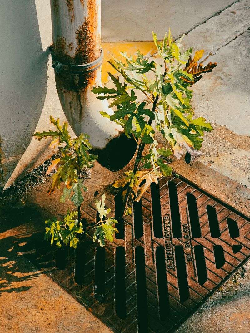 Boost Drainage To Make Soil Less Inviting