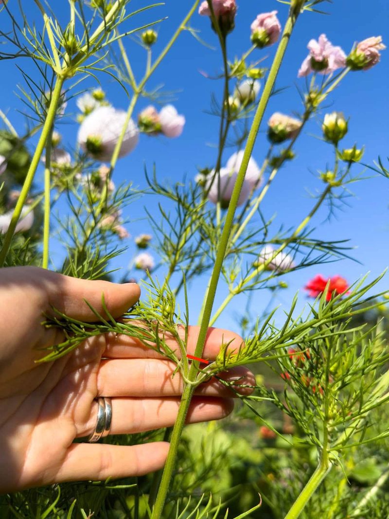 Find the Right Stem Before You Cut