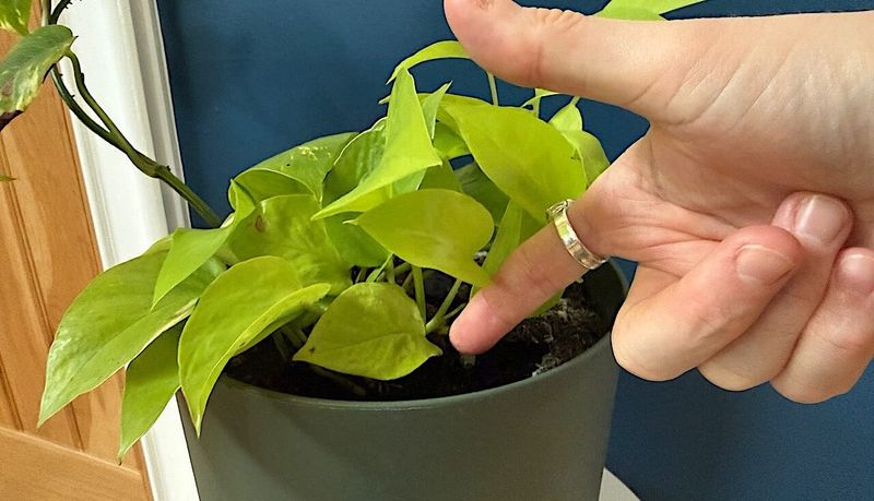Use the soil—not a calendar—to decide when to water
