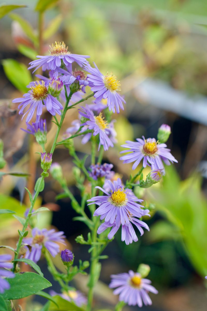 Smooth Blue Aster