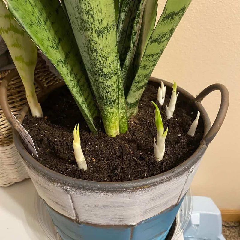 Rhizomes produce pups as the plant spreads