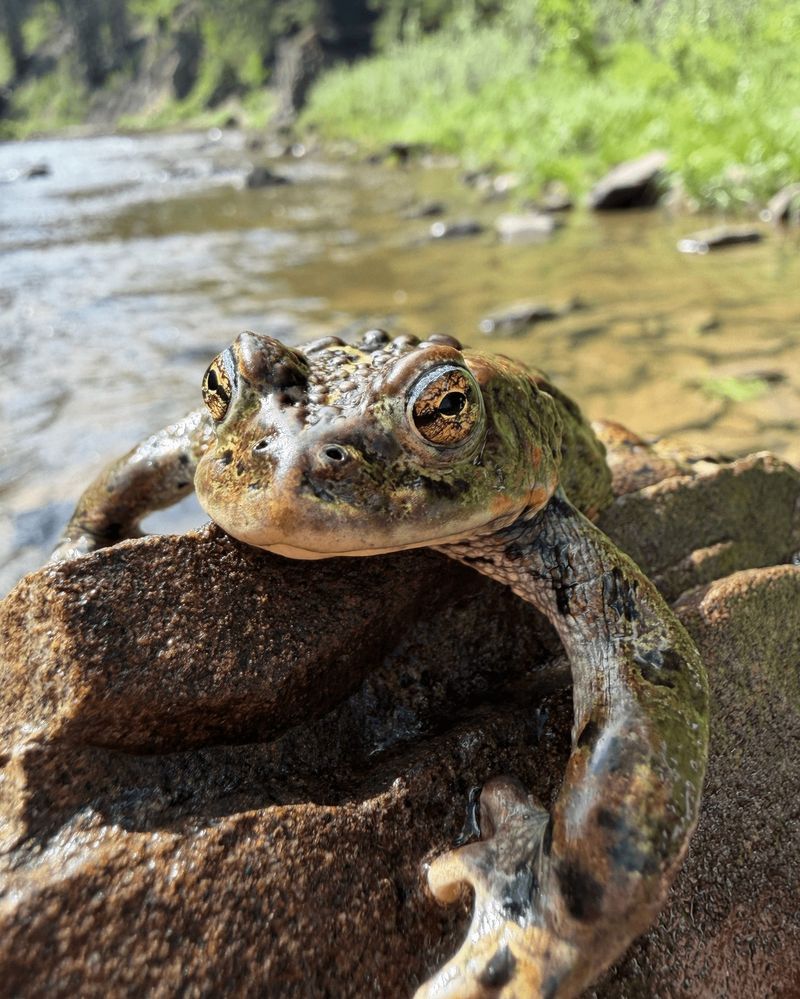 Never turn a backyard sighting into a relocation project
