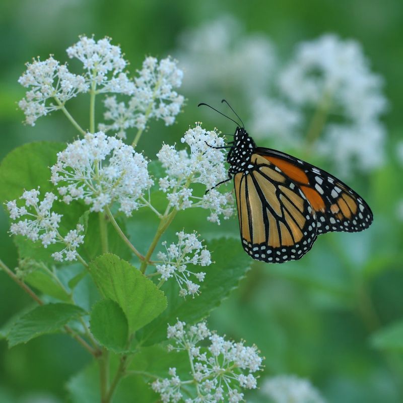 Flowers and foliage offer documented wildlife value