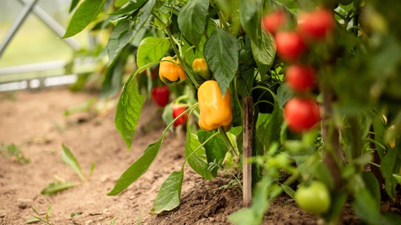 What the pepper study actually found