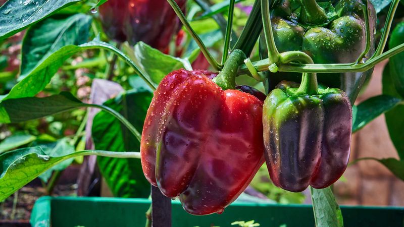 A nearby crop may benefit, but the evidence has a narrow scope