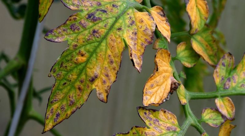 Avoid Overwatering