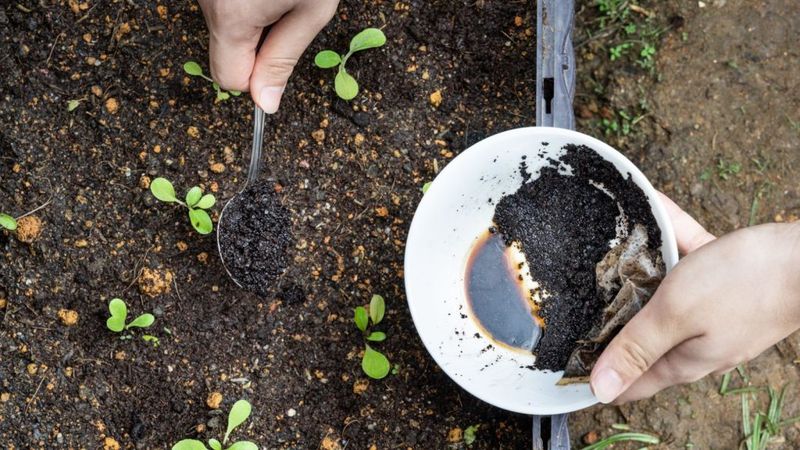 Used Coffee Grounds