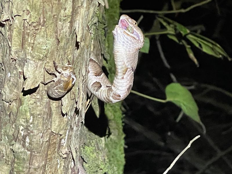 Copperheads Stay on the Ground